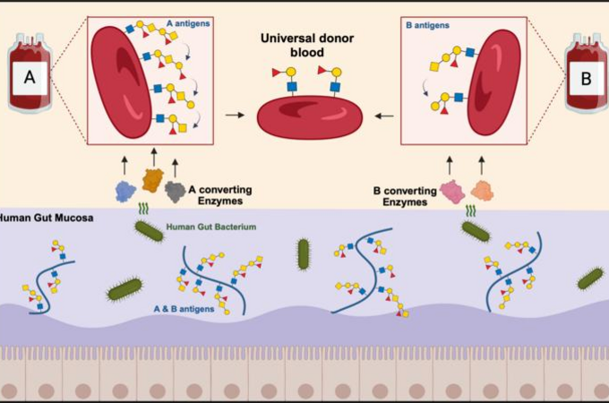 Die auf der Oberfläche der roten Blutkörperchen vorkommenden ABO-Blutgruppenantigene finden sich auch auf der Schleimhautschicht, die die Darmoberfläche auskleidet. Grafik: Mathias Jensen, Postdoc an der DTU, Universität Lund.