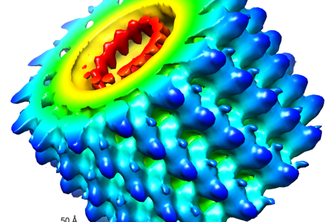 CryoEM reconstruction of the Marburg virus nucleocapsid. EMD-1986. Credits: Wikipedia