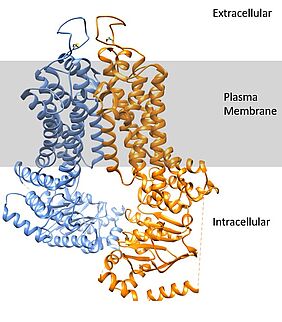 Der ABCG2-Kanal ist ein menschlicher Multidrug-Transporter. Cholesterinmoleküle spielen eine wesentliche Rolle für die Funktion des Proteins. Die Lücke auf der intrazellulären Seite ist die Bindungstasche, in der sich Medikamente zuerst binden. Die intrazellulären Schleifen besitzen auch Nukleotid-Bindungstaschen, die die ATP-Hydrolyse ermöglichen, um Medikamente in die extrazelluläre Umgebung zu pumpen. Taylor et al., "Structure of the Human Multidrug Transporter ABCG2": Die Visualisierungen wurden mit dem Programm Chimera erstellt. UCSF Chimera - ein Visualisierungssystem für explorative Forschung und Analyse. Pettersen EF, Goddard TD, Huang CC, Couch GS, Greenblatt DM, Meng EC, Ferrin TE. J Comput Chem. 2004 Oct;25(13):1605-12. Credits: Wikipedia