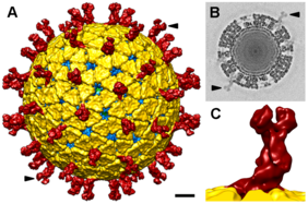 Rotavirus. Credits: Wikipedia