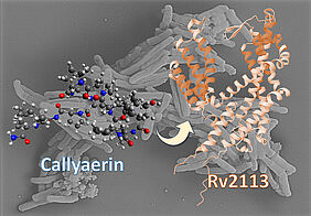 Das nicht-essentielle Membranprotein Rv2113 als Zielstruktur von Callyaerin in M. tuberculosis. | Copyright: HHU / Rainer Kalscheuer |