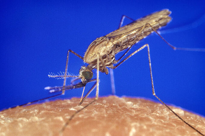 Stechmücke Anopheles bei der Blutmahlzeit. Credits: CDC