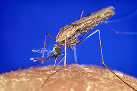 Stechmücke Anopheles bei der Blutmahlzeit. Credits: CDC