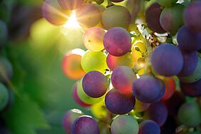 Resveratrol ist eine organische Verbindung, die zur Klasse der Polyphenole gehört. Sie kommt in Weintrauben vor. Credits: Pixabay