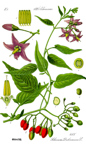 Die Familie der Nachtschattengewächse (Solanaceae) gehört zu den Bedecktsamigen Pflanzen (Magnoliopsida) und umfasst ungefähr 90 bis 100 Gattungen mit insgesamt etwa 2700 Arten. Credits: Wikipedia/Gemeinfrei