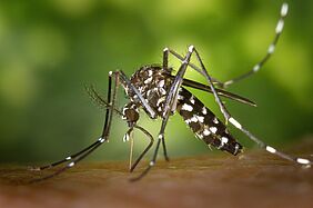 Die Asiatische Tigermücke wird's nicht freuen: München bekommt ein Institut für Tropenmedizin. Credits: Pixabay