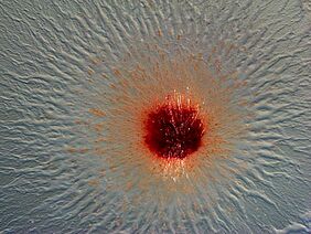 Mikroskopische Aufnahme einer Kolonie von Pendulispora rubella | Quelle: Ronald Garcia | Copyright: HIPS/Garcia |
