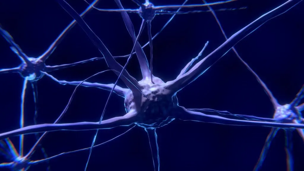 Neuronen-Pixabay-1024×576.jpg