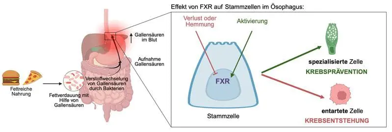 FXR.jpg