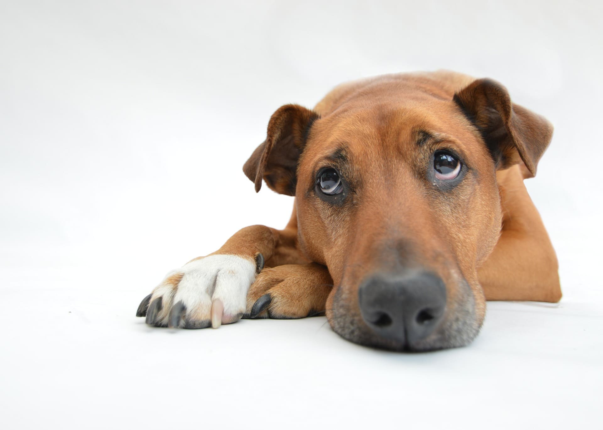 Hund pixabay