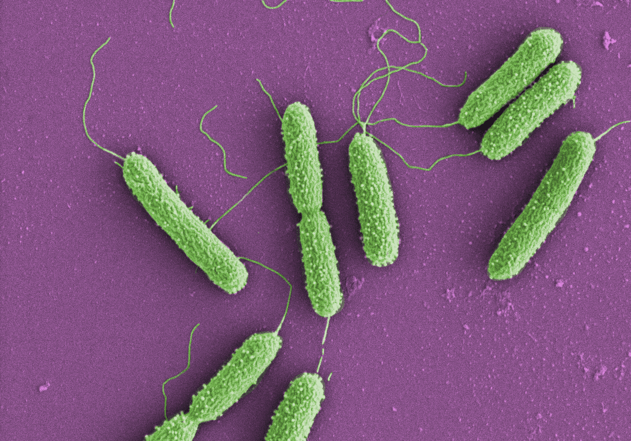 pseudomonas-empa