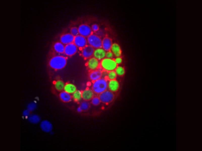 biofilm375