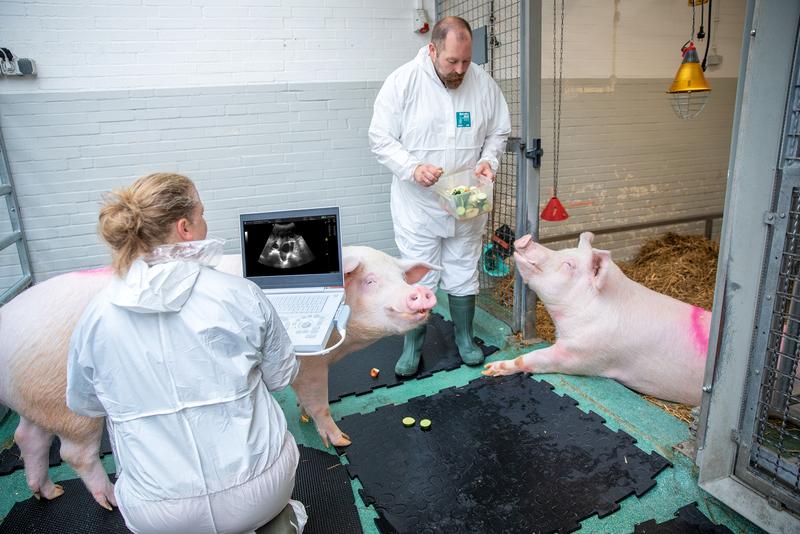 schweine26808
