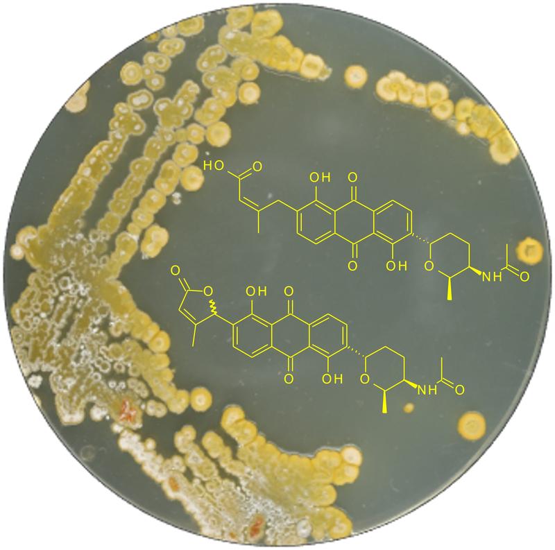 streptomyces01